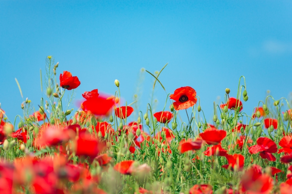 Anzac Poppies Anzac Poppies